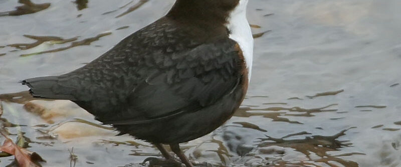Cinclus_cinclus_R(ThKraft)
